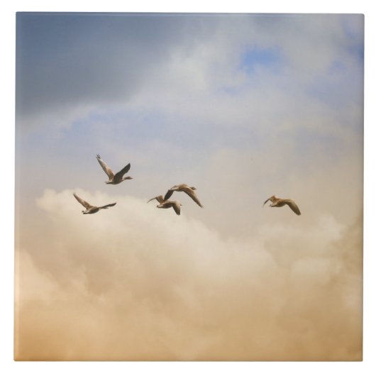 Carreau Vols d'oiseaux (Devant)
