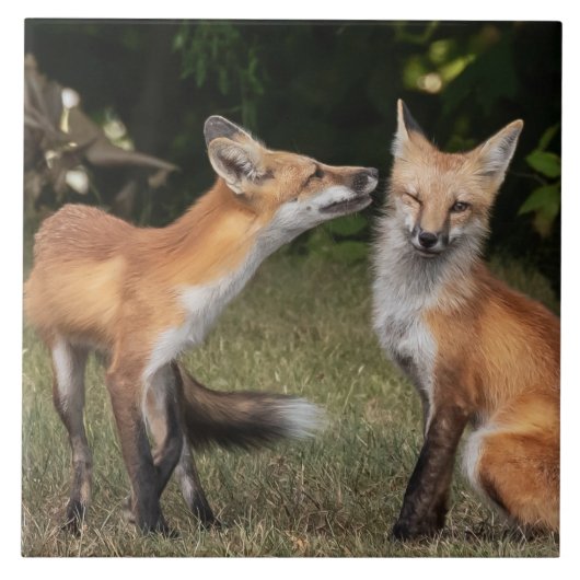 Carreau Vous Avez Une Menthe ? (Devant)