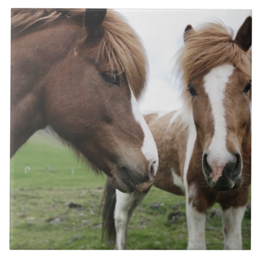 Carreau Vue de cheval, plan rapproché (Devant)