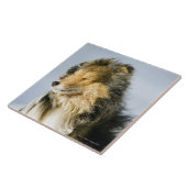 Carreau Vue de chien de berger de Shetland (Côté)