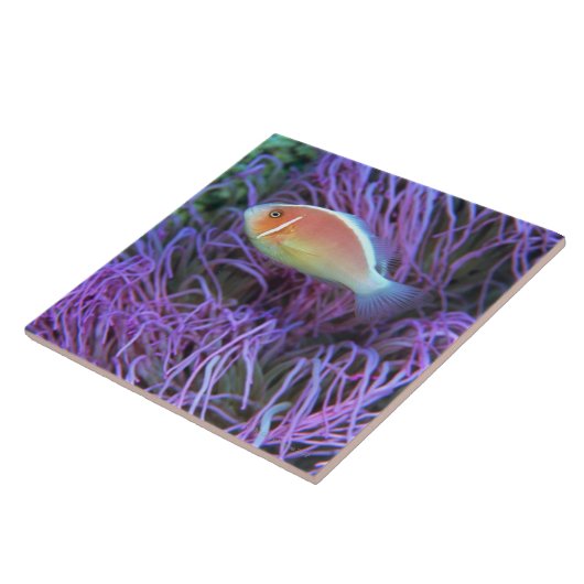 Carreau Vue de côté d'un poisson d'anémone rose, (Côté)