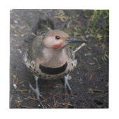 Carreau Vue de l'oeil d'oiseaux du pic-blanc de Flicker du (Devant)