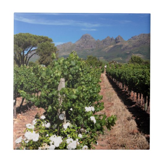 Carreau Vue des vignobles. Stellenbosch (Devant)