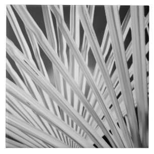 Carreau Vue en noir et blanc de frondes de palmiers