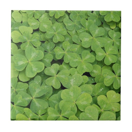 Carreau Vue sur Oxalis Oregana Bois Sorrel Foliage (Devant)