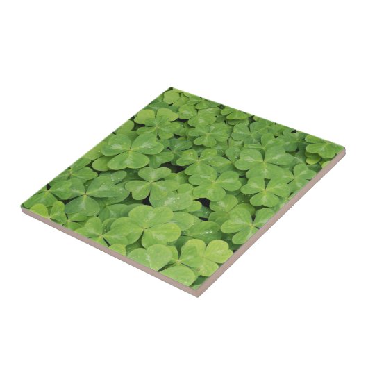 Carreau Vue sur Oxalis Oregana Bois Sorrel Foliage (Côté)