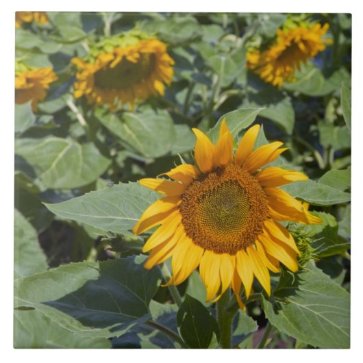 Carreau WA, comté de Kittitas, champ de tournesols (Devant)