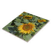 Carreau WA, comté de Kittitas, champ de tournesols (Côté)