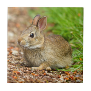 Carreau WA, Redmond, lapin bébé à queue blanche