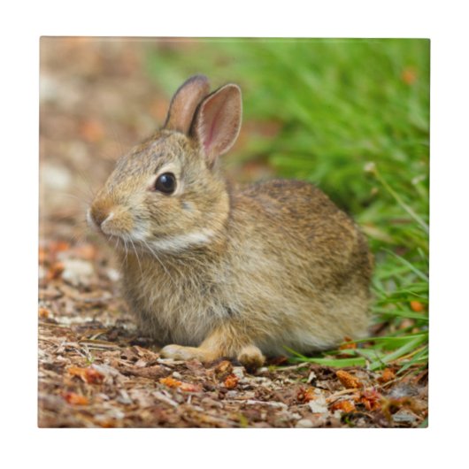 Carreau WA, Redmond, lapin bébé à queue blanche (Devant)