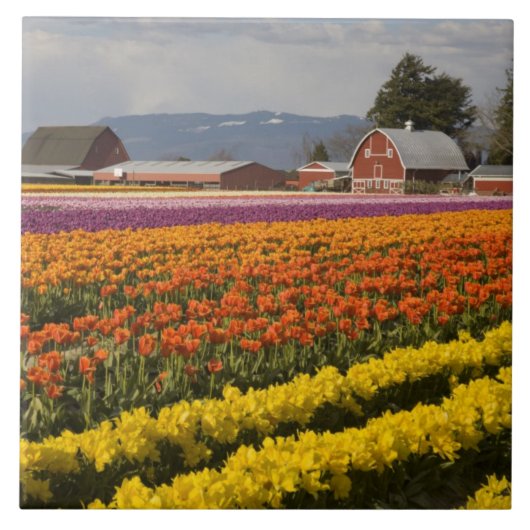 Carreau WA, Skagit Valley, champs de tulipe en floraison,  (Devant)