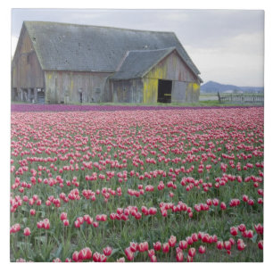 Carreau WA, vallée de Skagit, champ de tulipes et grange