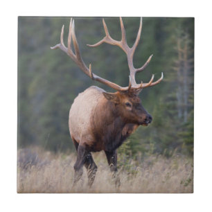 Carreau Wapiti des montagnes Rocheuses