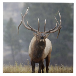 Carreau Wapiti mâle bramant, Parc national de Yellowstone,