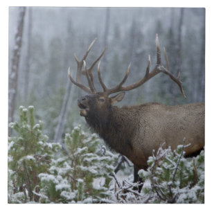 Carreau Wapiti mâle dans la neige appelant, bugelant, Yell