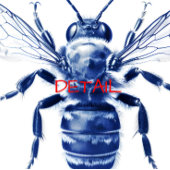 Carreau Wasp Faux Cyanotype -