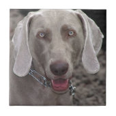 Carreau Weimaraner (Devant)
