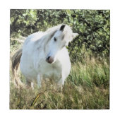 CARREAU WELSH PONY (Devant)