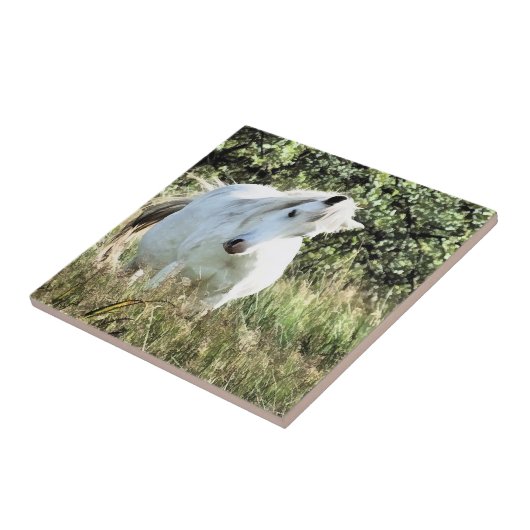 CARREAU WELSH PONY (Côté)