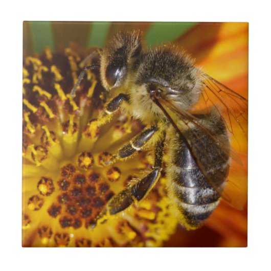 Carreau Western Honey Bee Macro photo (Devant)