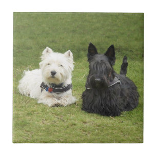 Carreau Westie & Scottie Gazon Vert