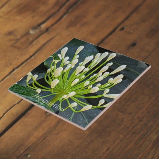 Carreau White Agapanthus Buds Floral