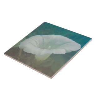 Carreau White Bindweed - La gloire vivace du matin
