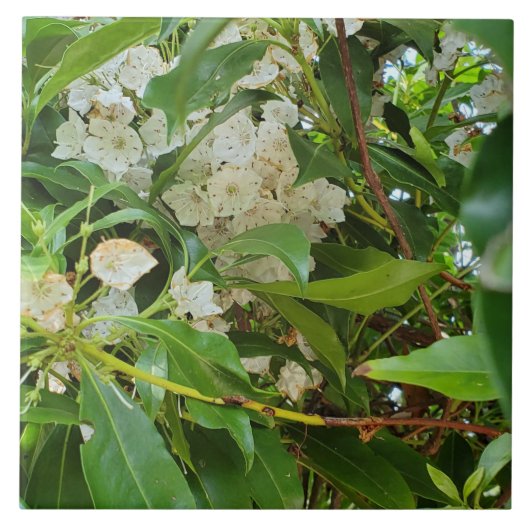 Carreau White Mountain Laurel (Devant)