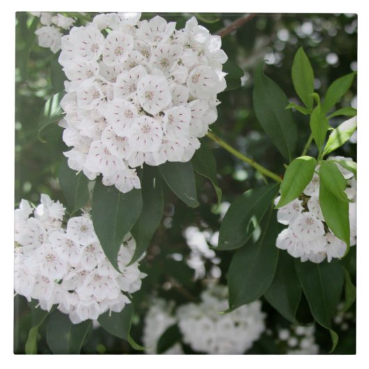 Carreau White Mountain Laurel Star Fleurs en forme (Devant)