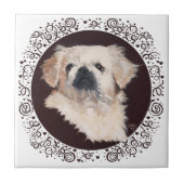 Carreau White Pekingese Head Study (Devant)