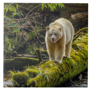 Carreau White Spirit Bear   British Columbia, Canada