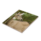 Carreau White Tailed (Côté)