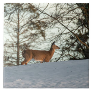 Carreau White Tailed
