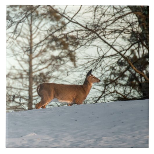Carreau White Tailed (Devant)