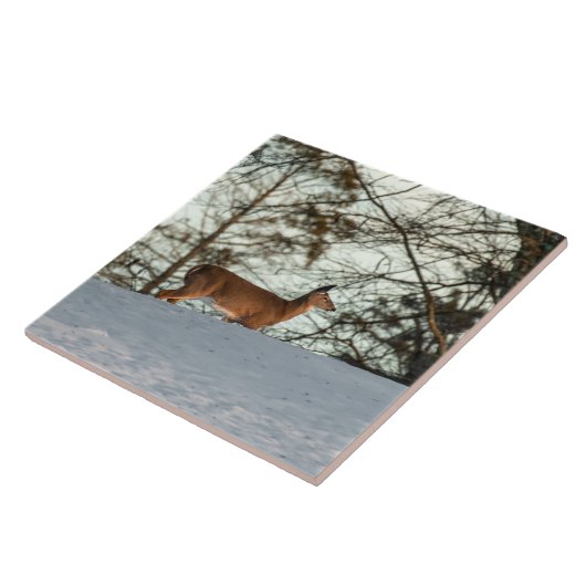 Carreau White Tailed (Côté)