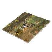 Carreau Whitetail Deer Buck | Corégone, Montana (Côté)