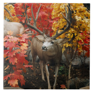 Carreau Whitetail en automne