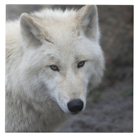 Carreau Wolf 001 (Devant)