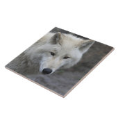 Carreau Wolf 001 (Côté)