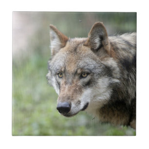 Carreau Wolf 001