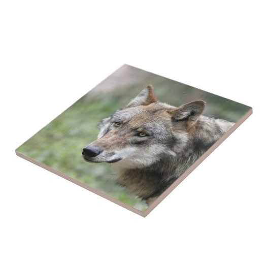 Carreau Wolf 001 (Côté)