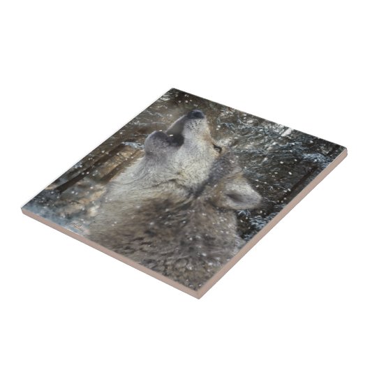 Carreau Wolf Song - Pastel (Côté)