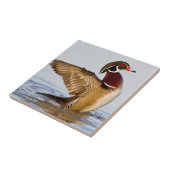 Carreau Wood Duck mal flapping wings in wetland (Côté)