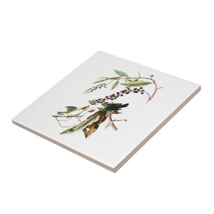 Carreau Worm en mangeant des oiseaux de John Audubon de