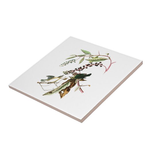 Carreau Worm en mangeant des oiseaux de John Audubon de (Côté)