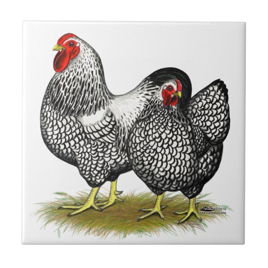 Carreau Wyandotte :  Paires argentées (Devant)