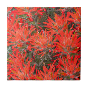 Carreau Wyoming, comté de Lincoln, Desert Paintbrush