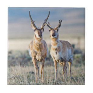 Carreau Wyoming, comté de Sublette, mâles pronghorn