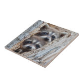 Carreau Wyoming, Lincoln County, Raccoon (Côté)