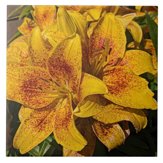 Carreau Yellow Astiatic Lily Blooms Floral (Devant)